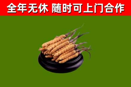 江阳回收冬虫夏草